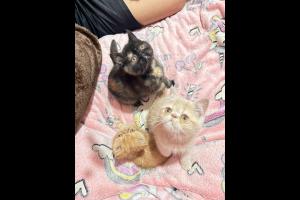 Compra - Venta Sin datos  VENDO ULTIMOS GATITOS PERSA